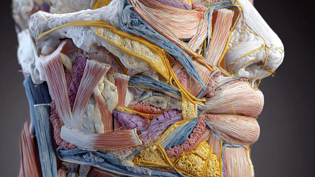 Ozempic Face Fixes in 2025: Fillers, Fat Grafting & Skin Tightening That Work