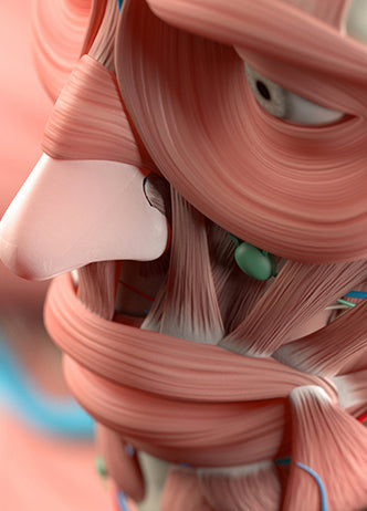 Advanced Facial Anatomy Cadaver Workshop for Aesthetic—Online Training