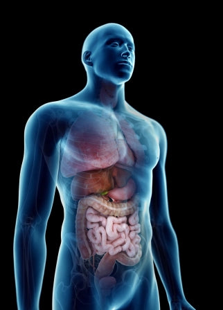 Online Digestive Systems Training—Comprehensive Virtual Course Workshop Picture