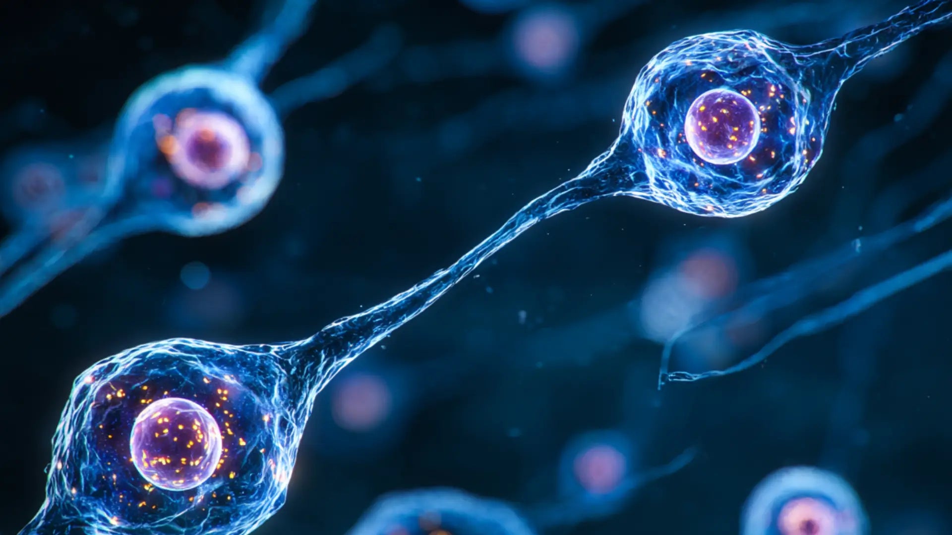 Microscopic image of stem cells representing regeneration and anti-aging.